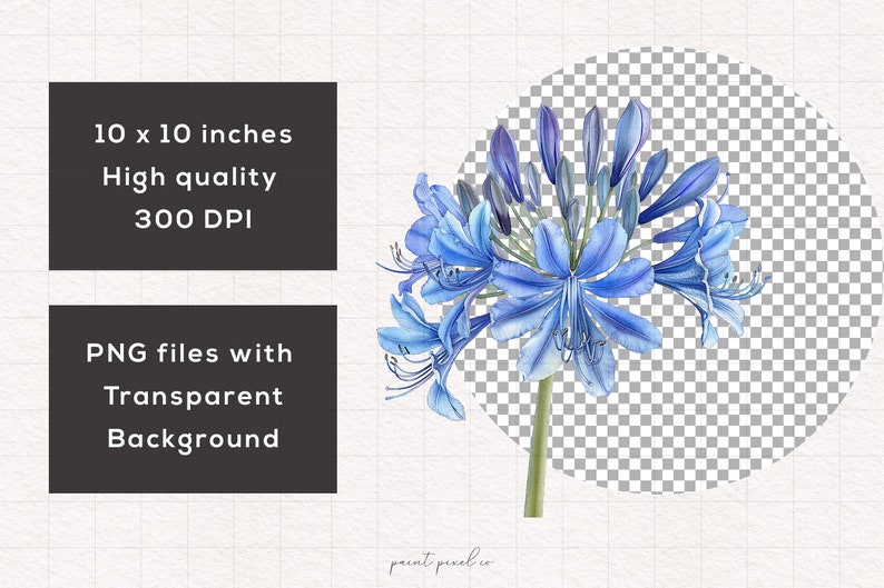 K&ouml;nnte beinhalten: Eine digitale Illustration einer blauen Agapanthus-Blume mit transparentem Hintergrund. Das Bild ist 25,4 cm x 25,4 cm gro&szlig; und hat 300 DPI.