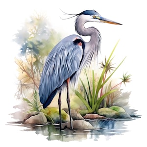 Ensemble de 10 cliparts héron bleu, peinture numérique à l'aquarelle, zones humides côtières, oiseaux, illustration de la faune, animaux inspirés de la nature, clip art