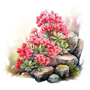 10 fleurs Kalanchoe Clipart aquarelle numérique Floral Clip Art Illustration botanique Bundle de fleurs graphiques végétaux succulentes peinture