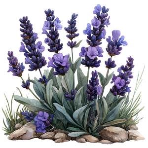 Ensemble de 10 cliparts fleurs lavande, peinture aquarelle numérique Illustration de fleurs violettes, graphiques de jardin floral, clipart botanique
