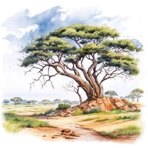 Conjunto de 10 imágenes prediseñadas de árboles de acacia, pintura de acuarela digital, ilustración botánica, gráficos de paisajes florales, paquete de imágenes prediseñadas para amantes de la naturaleza