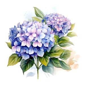 10 set di clipart di fiori estivi di ortensia, pittura digitale di fiori ad acquerello, illustrazione di piante botaniche, pacchetto di clipart di giardini floreali