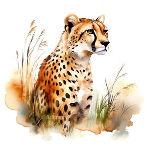 Conjunto de 10 imágenes prediseñadas de guepardo, pintura digital con acuarela, ilustración de animales de la jungla de safari africano, paquete de imágenes prediseñadas de animales salvajes de la vida salvaje tropical