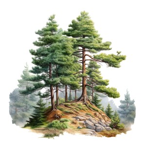 Ensemble de 10 cliparts pin, aquarelle numérique sur la nature, illustrations de la forêt, lot de clipart botanique, oeuvre de paysage, décoration de chambre