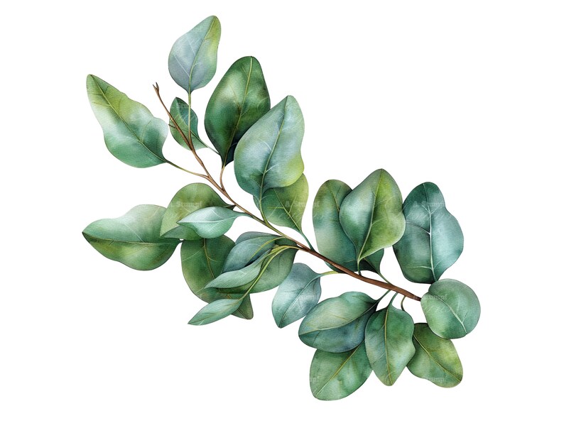 Eucalyptus Leaves Clipart Set Watercolor Printable Wall Art Nature ...