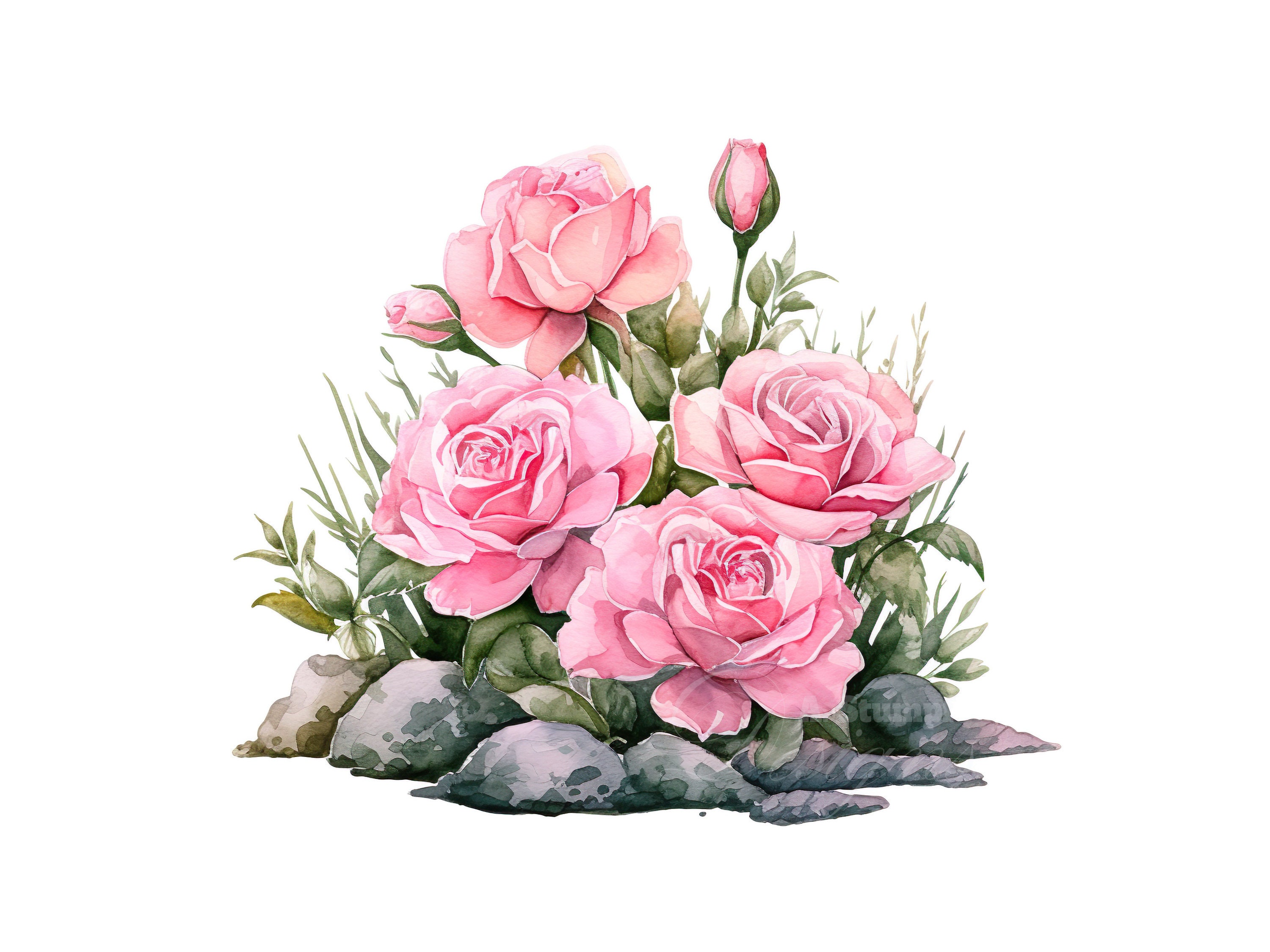 Pink Roses Clipart Set, Digital Watercolor Floral Art, Flower Graphic ...