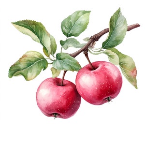 10 Roter Apfel Zweig Clipart Digital Aquarell Malerei Blumenmuster Obst Clip Art Bundle Botanische Illustration Bauernhaus Dekor Elemente