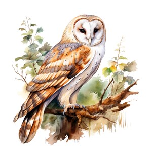 Lot de 10 cliparts chouette effraie des clochers peinture aquarelle numérique Portrait d'oiseau Illustration de la faune forêt des bois animaux scène de la Nature Clip Art