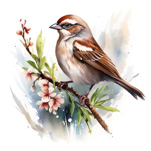 Ensemble de 10 cliparts moineau aquarelle numérique oiseau Clip Art Bundle à plumes animaux de la forêt Illustration scène de la Nature rustique