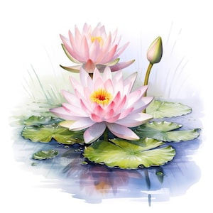 Puede incluir: Dos nenúfares rosas con centros amarillos florecen en un estanque. Los nenúfares tienen hojas verdes y también se puede ver un solo capullo.