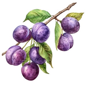 10 set di clipart di rami di prugne, pittura ad acquerello digitale, illustrazione botanica, frutteto, frutta, clip art della natura, decorazioni per la cucina, arte del giardino