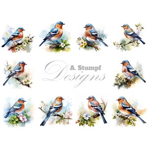 Conjunto de imágenes prediseñadas de pinzón, imágenes aviares, ilustraciones de la naturaleza, acuarela, paquete, descarga digital, suministros para manualidades, álbumes de recortes, imágenes, creación de tarjetas