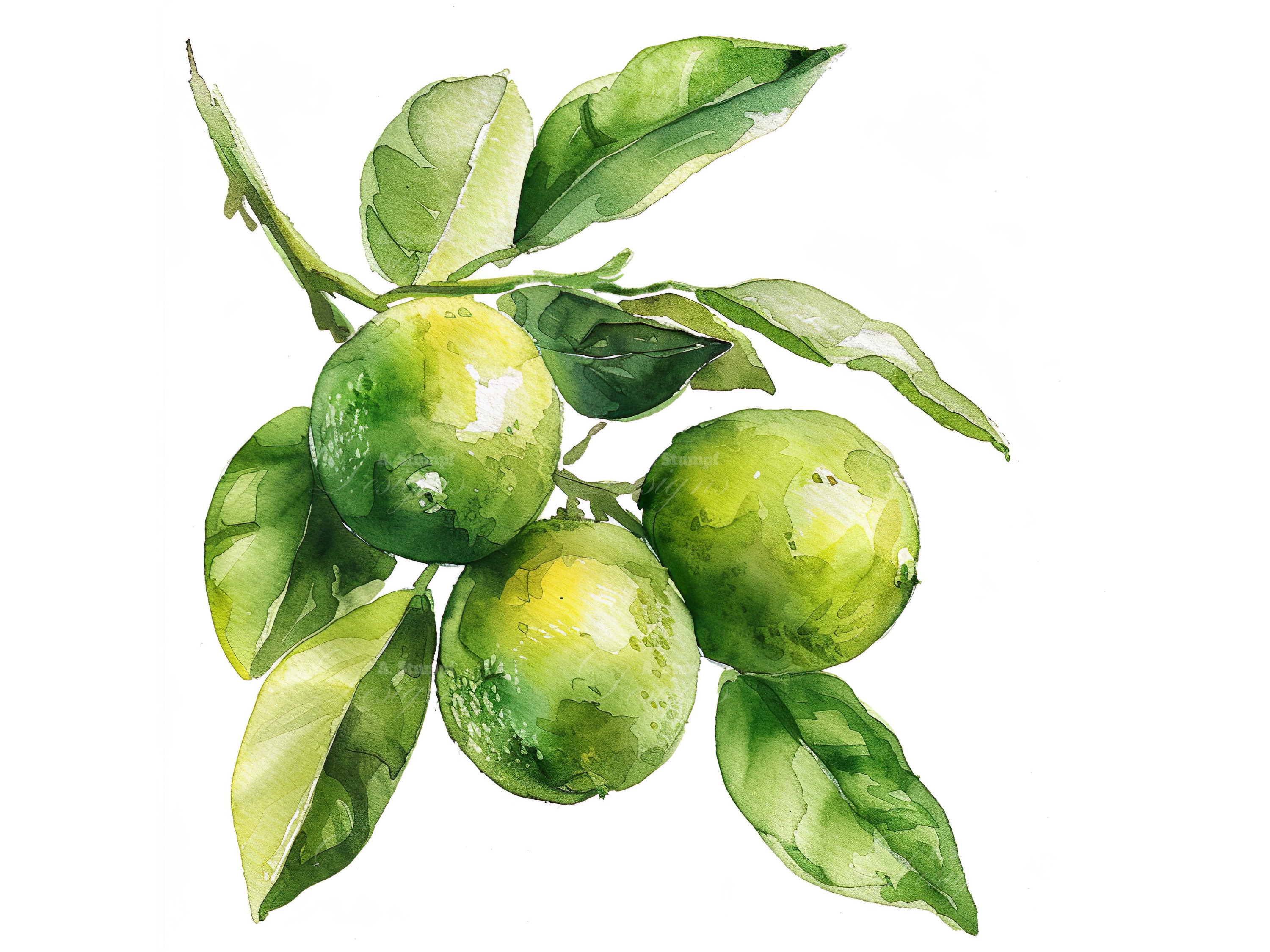 10 Lime Branch Clipart Set Watercolor Green Citrus Wall Art