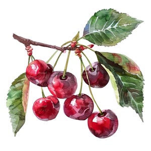 Kirschzweig Clipart Set Digitale Aquarell Malerei Botanische Baum Frucht Illustration Saftig Küche Dekor Sommer Natur Clip Art Bundle