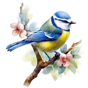 Ensemble de 10 cliparts mésange bleue aquarelle numérique Art des bois forêt Illustration d'animal à plumes Faune Nature Clip Art