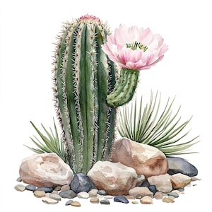 Conjunto de 10 imágenes prediseñadas de flores rosas de cactus, pintura de acuarela digital, ilustración botánica, gráficos suculentos, paquete de imágenes prediseñadas de jardín floral