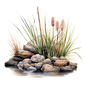 10 Bulrushes Among Rocks, Watercolor Nature Clipart, Digital Botanical ...