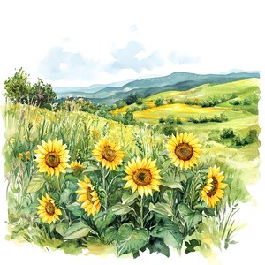 10 Girassóis Prado Clipart Pintura Digital em Aquarela Ilustrações de Flores do Prado Campo Floral Clip Art Imagens Inspiradas na Natureza Botânica