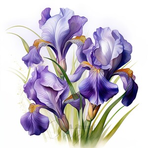 10 Iris Blumen Bouquet Clipart-Set Digitales Aquarell Blüten Malerei Botanische Blumen Illustration Frühlingsblüten Blüten Clip Art Bundle