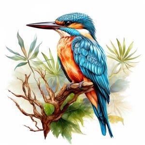 Conjunto de 10 imágenes prediseñadas de aves exóticas coloridas de martines pescadores, pintura de acuarela digital, ilustración de animales de la naturaleza, paquete de imágenes prediseñadas de vida silvestre tropical