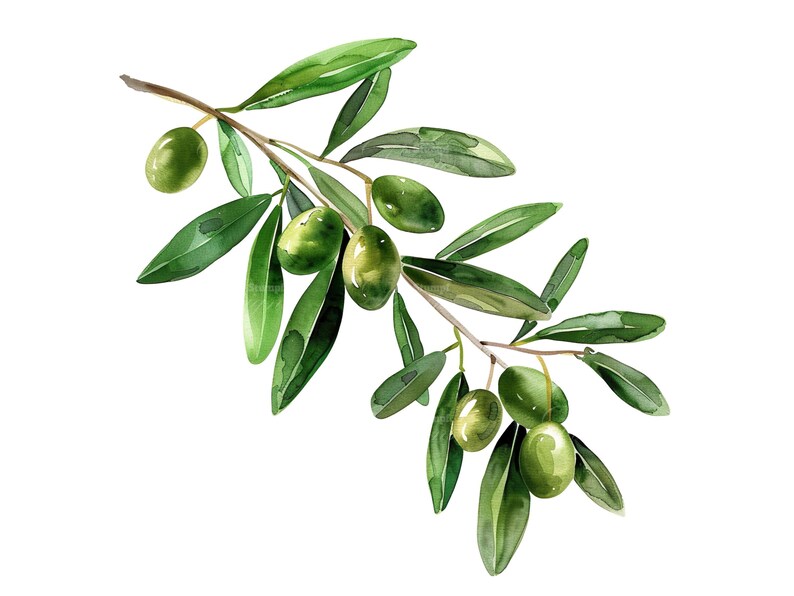 10 Green Olive Branch Clipart Set Digital Watercolor Twig Painting ...
