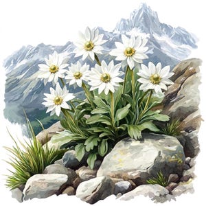 10 fiori di stella alpina che crescono sulle rocce Clipart Set Alpine Mountain Blooms Scena Sfondo Illustrazione floreale Botanico Clip Art Bundle