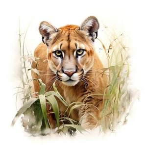Conjunto de 10 imágenes prediseñadas de pumas, acuarela digital, ilustración de felinos salvajes, imágenes prediseñadas de animales de la selva, gráficos felinos en acuarela