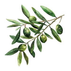 10 Grüne Oliven Zweig Clipart Set Digital Aquarell Zweig Malerei Botanische Illustration Frische mediterrane Früchte Clip Art Bundle