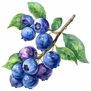 Blaubeerzweig Clipart-Set Digitale Aquarellmalerei Botanische Illustration Frische Beeren Grafiken Obstgarten Clip Art Bundle