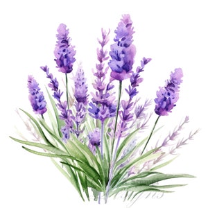 10 cliparts de fleurs de lavande, aquarelles numériques, éléments floraux violets, illustrations botaniques, décorations de mariage rustiques