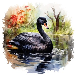 Conjunto de 10 imágenes prediseñadas de cisne negro, pintura digital de acuarela, ilustración de aves acuáticas, gráficos aviares, animales del lago, aves silvestres, paquete de imágenes prediseñadas