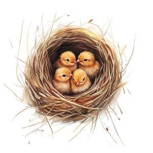 Conjunto de 10 imágenes prediseñadas de nidos de pájaros bebés, pintura digital en acuarela, ilustraciones de animales encantadores, pequeñas ilustraciones de vida silvestre, plumas esponjosas, paquete de imágenes prediseñadas