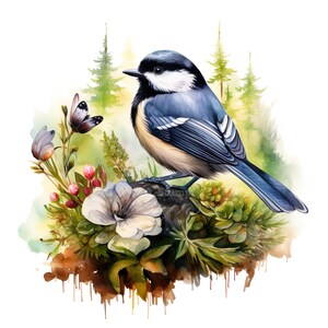 Ensemble de 10 cliparts oiseau mésange, peinture aquarelle numérique, forêt, art des bois, illustration d'animaux à plumes, faune, Nature, clipart