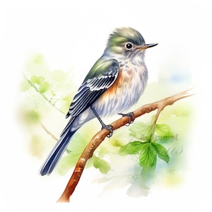 Conjunto de 10 imágenes prediseñadas de papamoscas acadiense, pintura digital con acuarela, ilustración de aves tropicales, paquete de imágenes prediseñadas de vida silvestre y naturaleza, gráfico de aves del bosque