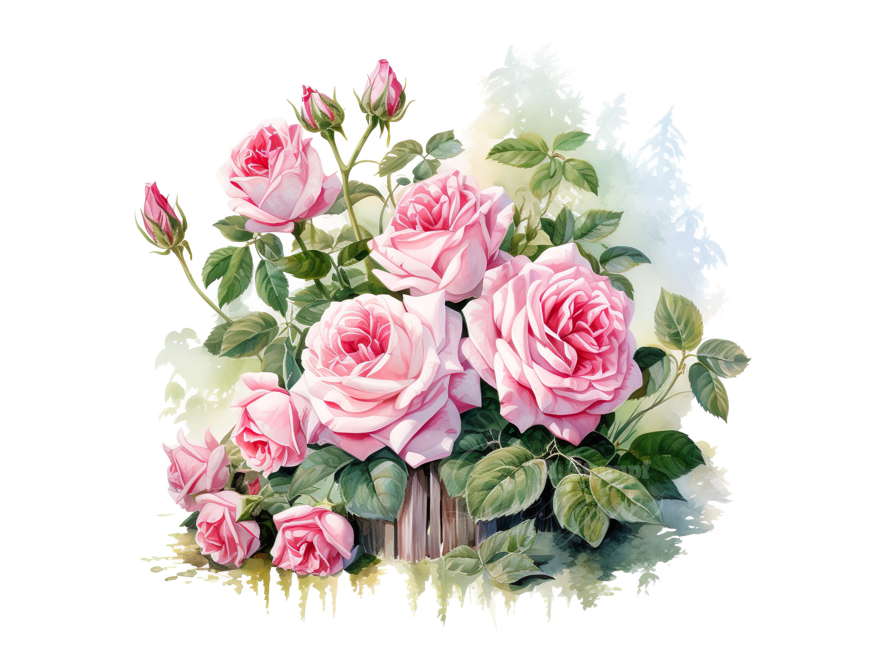Pink Roses Clipart Set, Digital Watercolor Floral Art, Flower Graphic ...
