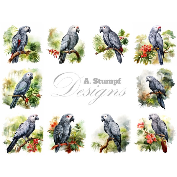 African Gray Parrot Clipart Set Watercolor Bird Tropical Animal Jungle Digital Scrapbook Wall Art Home Decor Natur Illustration DIY Crafts