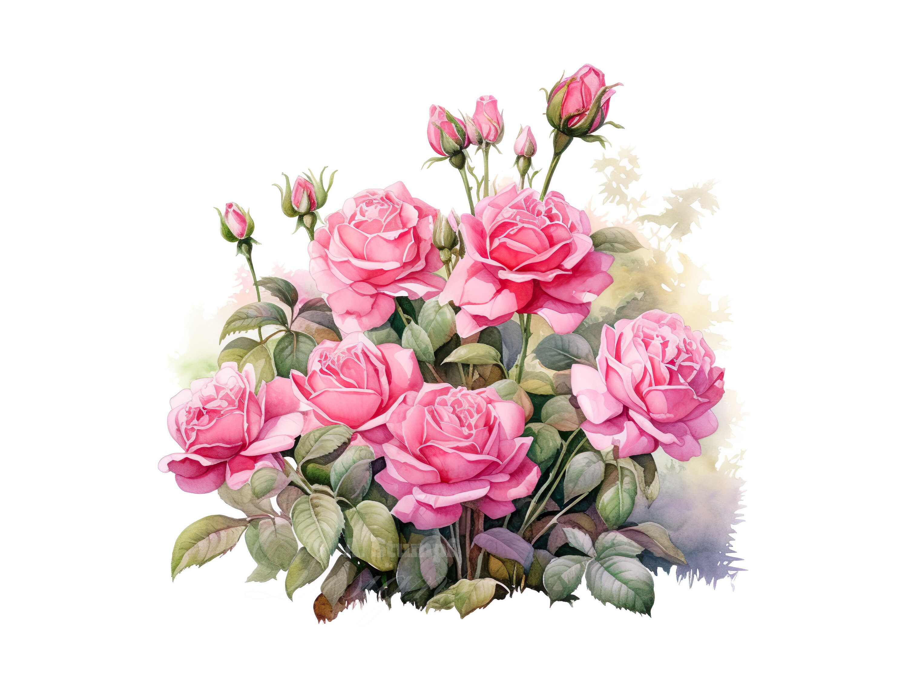 Pink Roses Clipart Set, Digital Watercolor Floral Art, Flower Graphic ...