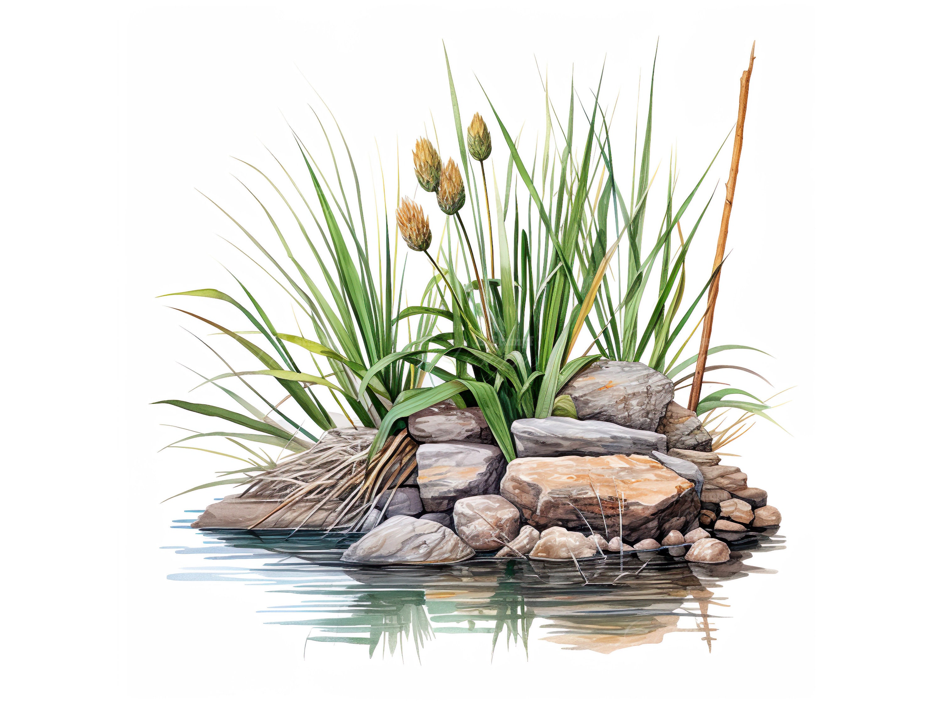 10 Bulrushes Among Rocks, Watercolor Nature Clipart, Digital Botanical ...