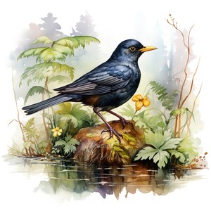 Conjunto de 10 imágenes prediseñadas de mirlo, pintura digital con acuarela, ilustración de pájaro negro, vida silvestre, animal del bosque, ave del bosque, pájaro cantor, paquete de imágenes prediseñadas