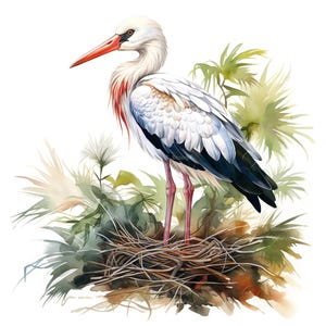 Conjunto de 10 imágenes prediseñadas de cigüeña en nido, pintura digital de aves en acuarela, ilustración de animales salvajes, gráficos aviares, paquete de imágenes prediseñadas para decoración de guardería