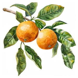 10 Orangen Clipart-Set Citrus Clip Art Print Frisches Obst Grafiken Bastelkit Zesty Obst Bundle druckbare Wandkunst Küche Wanddekor