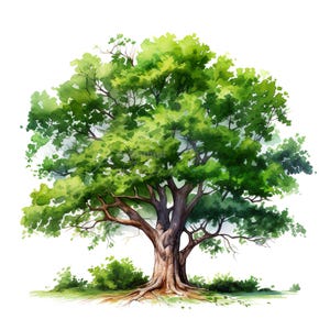 10 set di clipart di alberi di quercia, pittura ad acquerello digitale, illustrazione botanica della natura della foresta, bundle di clipart di piante floreali e mistiche del bosco
