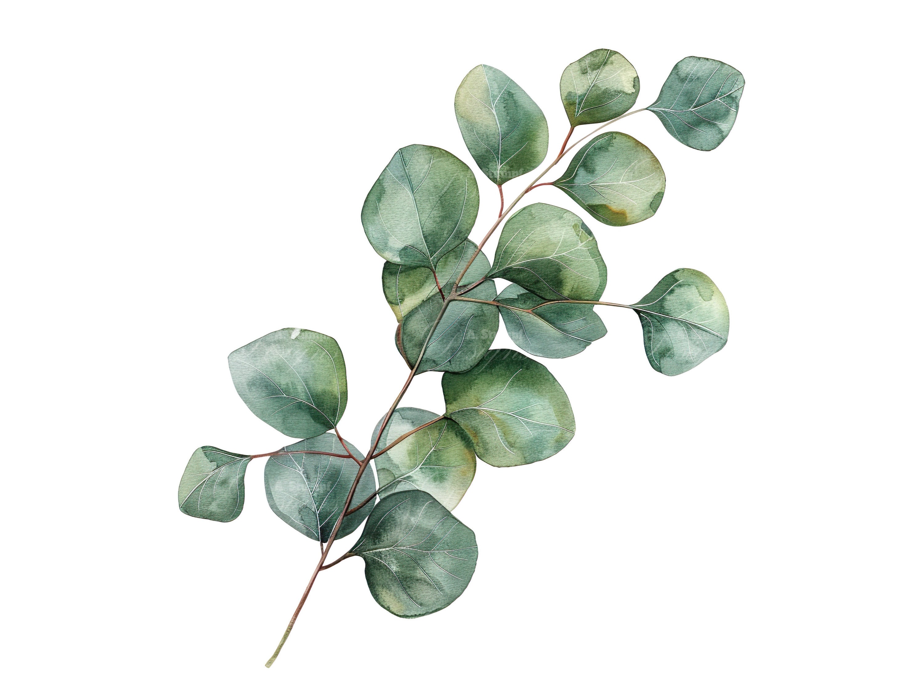 Eucalyptus Leaves Clipart Set Watercolor Printable Wall Art Nature ...