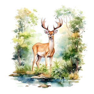 Conjunto de 10 imágenes prediseñadas de ciervos en el bosque de verano, pintura de acuarela digital, ilustración de animales del bosque, gráficos de vida silvestre, escena de la naturaleza, paquete de imágenes prediseñadas