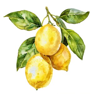 10 Zitrone Zweig Clipart Set Digitales Aquarell Zitrus Malerei Gelbe Frucht Illustration Grüne Blätter Grafiken Botanische Natur Clip Art