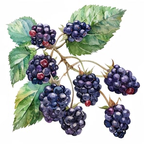 Conjunto de 10 clipart de galhos de amora-preta Pintura digital de frutas em aquarela Ilustração botânica Gráficos de frutas silvestres Pacote de clip art de frutas frescas