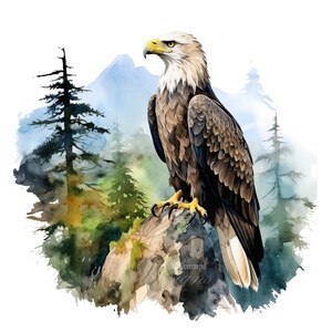Juego de 10 imágenes prediseñadas de águila, pintura digital con acuarela, gráficos de aves silvestres, vida silvestre, naturaleza, decoración, ilustración, depredador, bosque, animales, paquete de imágenes prediseñadas