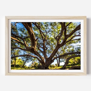 Tree of life on the beach of Maui Hawaii Digital download photography print photo printable wall art home Decor poster giant tropical