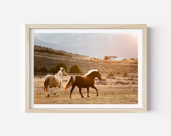 May include: Two horses run through a field at sunset. The horse in the foreground is brown and the horse in the background is white and brown.
