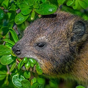 Könnte beinhalten: Nahaufnahme eines kleinen, braunen Tieres mit dunklem Fell, das grüne Blätter frisst. Das Tier hat eine schwarze Nase und ein schwarzes Auge, umgeben von leuchtend grünem Laub. Das Bild ist gut beleuchtet und fokussiert auf das Gesicht des Tieres und die Blätter.